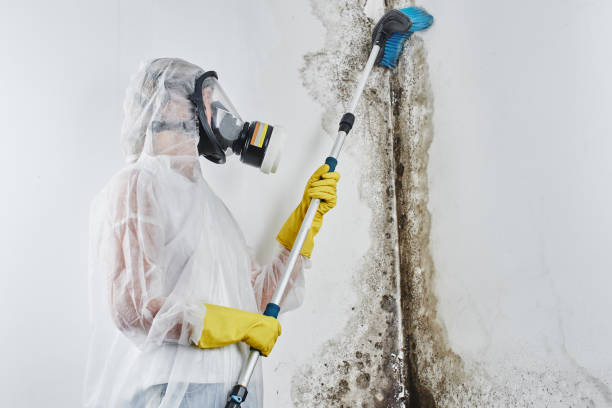 Best Emergency Mold Removal  in Pittsfield, IL