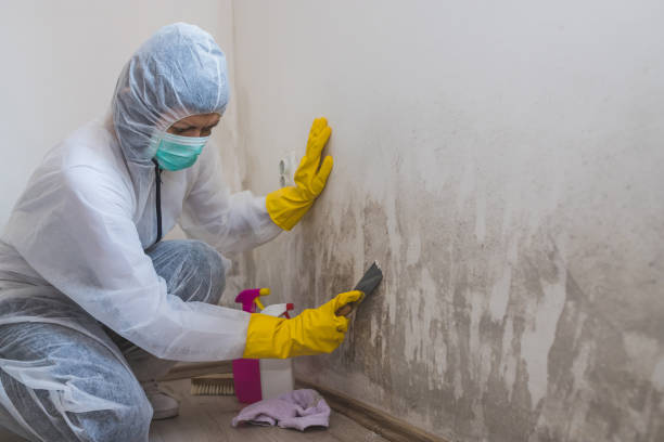 Best Mold Damage Repair  in Pittsfield, IL