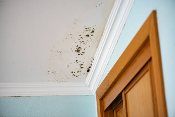 Best Attic Mold Removal  in Pittsfield, IL