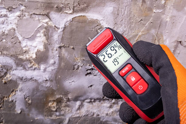 Best Best Mold Removal Companies  in Pittsfield, IL