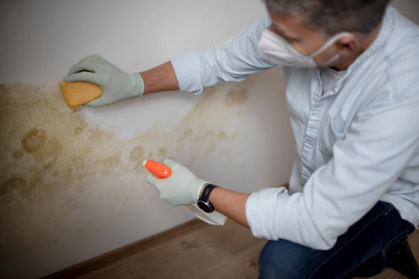 Best Mold Removal Company Near Me  in Pittsfield, IL