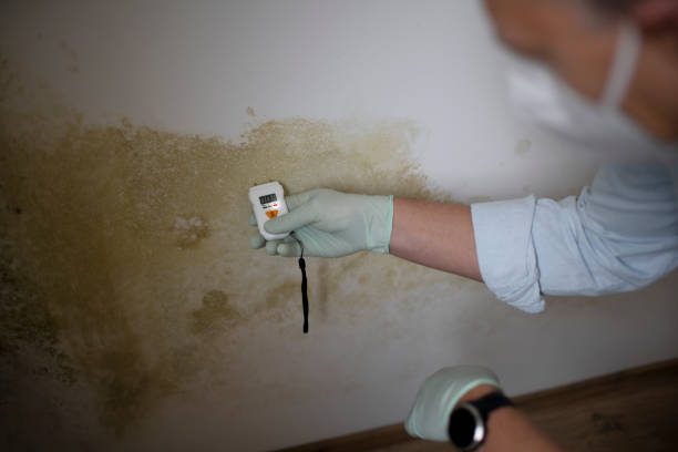 Best Same-Day Mold Removal  in Pittsfield, IL