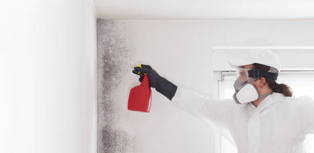 Mold Removal and Inspection in Pittsfield, IL