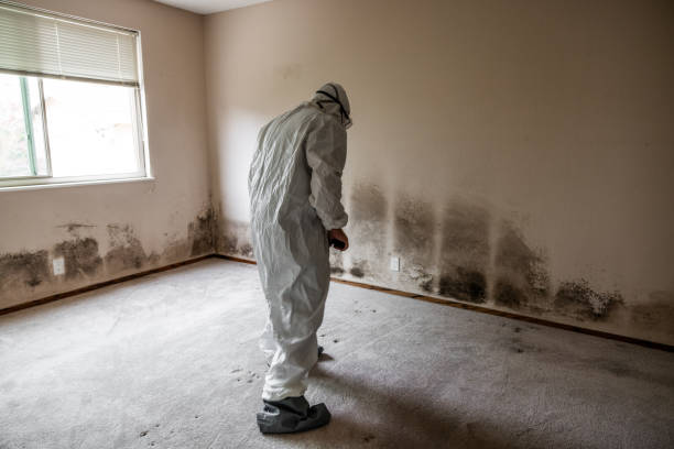 Best Mold Removal and Inspection  in Pittsfield, IL