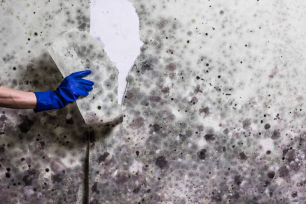 Best Commercial Mold Removal  in Pittsfield, IL