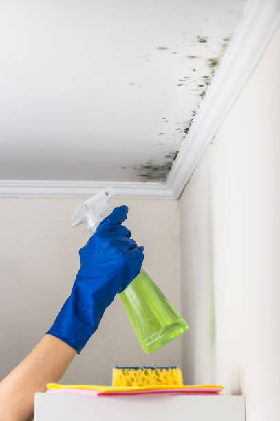 Professional Mold Removal in Pittsfield, IL