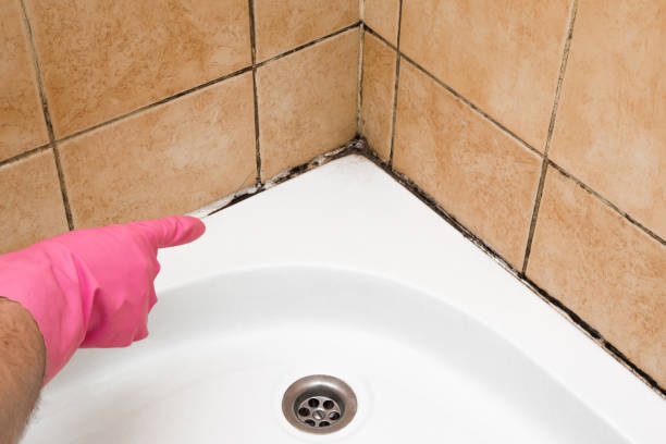 Best Certified Mold Removal  in Pittsfield, IL