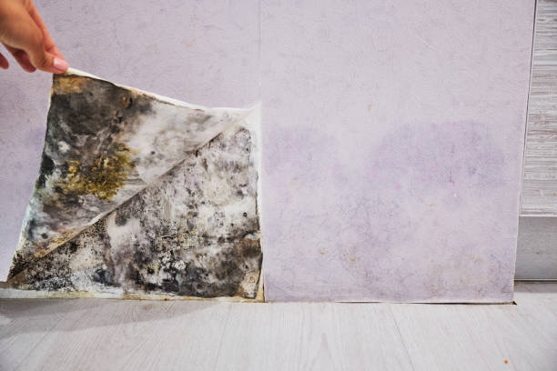 Best Local Mold Removal Service  in Pittsfield, IL